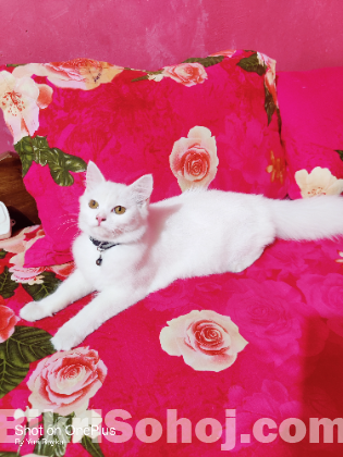 White Female Cat